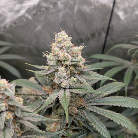 Stinking Rose growlog timeline photo