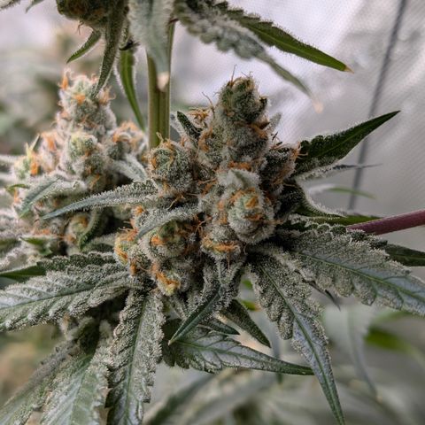 Stinking Rose growlog timeline photo