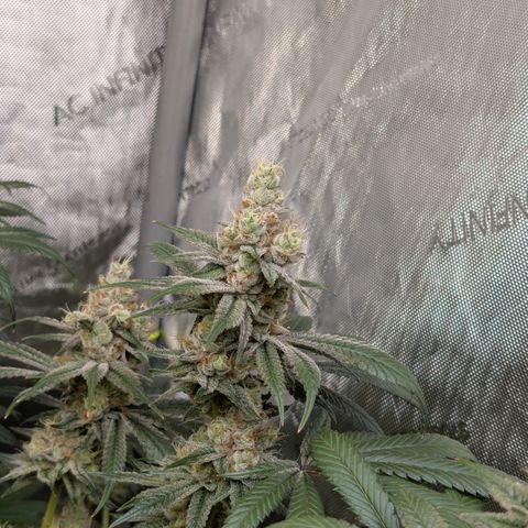 Stinking Rose growlog timeline photo