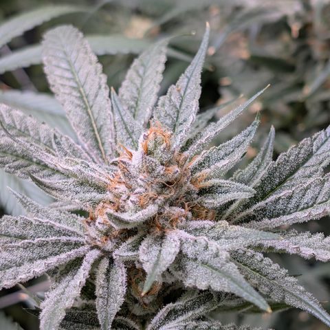 Stinking Rose growlog timeline photo