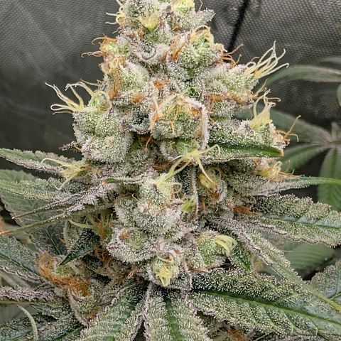 Stinking Rose growlog timeline photo