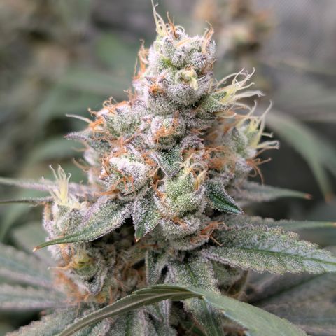 Stinking Rose growlog timeline photo