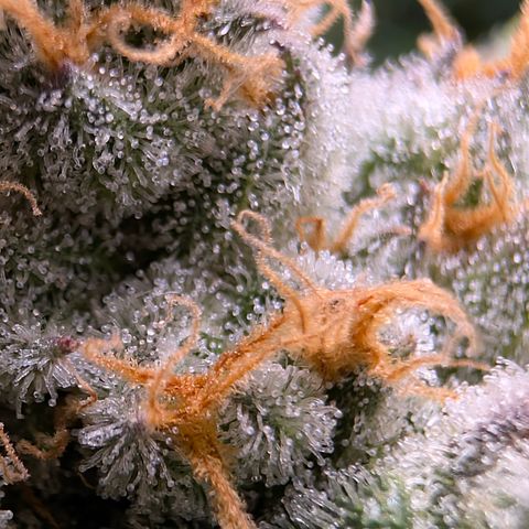 Stinking Rose growlog timeline photo