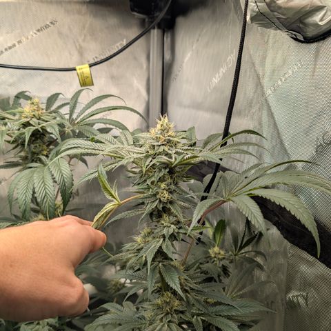 Cherry Kush × OZK × Zkittles growlog timeline photo