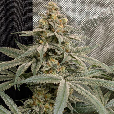 Stinking Rose growlog timeline photo