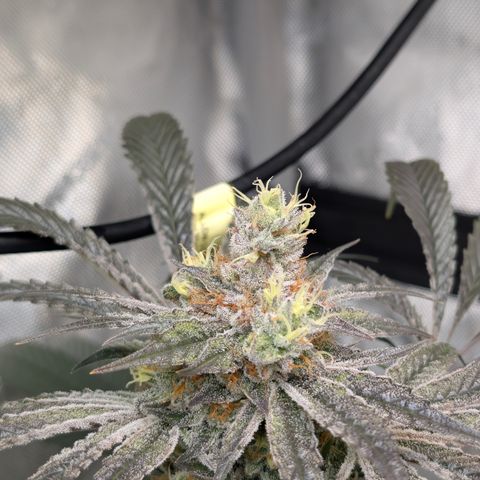 Cherry Kush × OZK × Zkittles growlog timeline photo