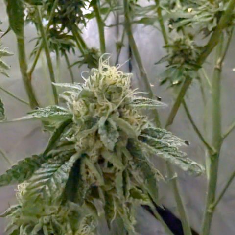 Cherry Kush × OZK × Zkittles growlog timeline photo