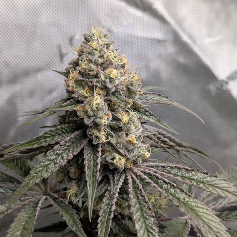 Cherry Kush × OZK × Zkittles growlog timeline photo