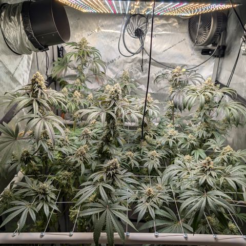 Cherry Kush × OZK × Zkittles growlog timeline photo