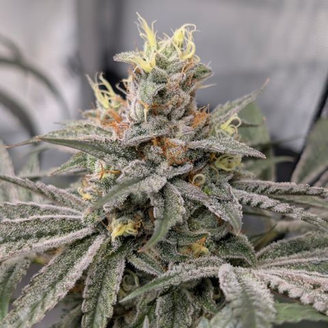 Cherry Kush × OZK × Zkittles growlog timeline photo