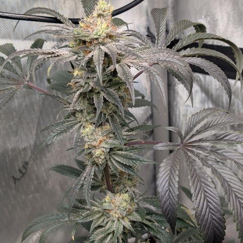 Cherry Kush × OZK × Zkittles growlog timeline photo