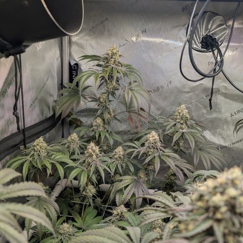 Cherry Kush × OZK × Zkittles growlog timeline photo