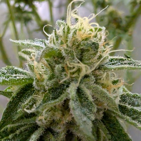 Cherry Kush × OZK × Zkittles growlog timeline photo