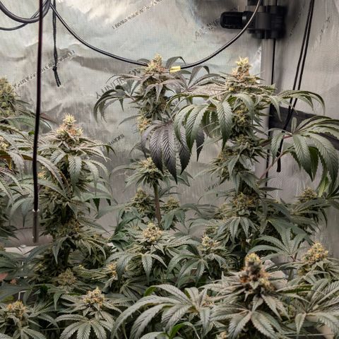Cherry Kush × OZK × Zkittles growlog timeline photo