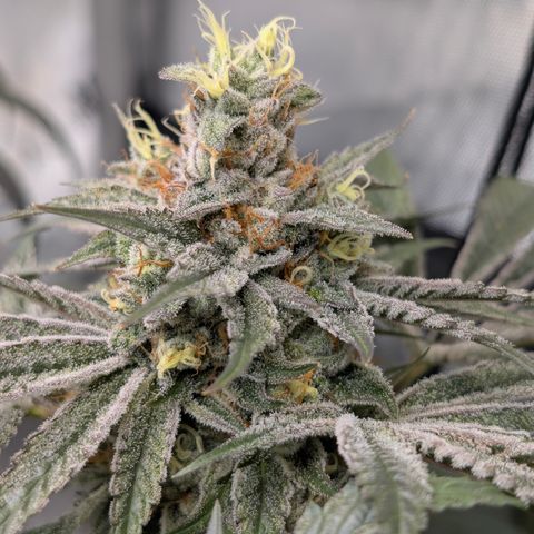 Cherry Kush × OZK × Zkittles growlog timeline photo