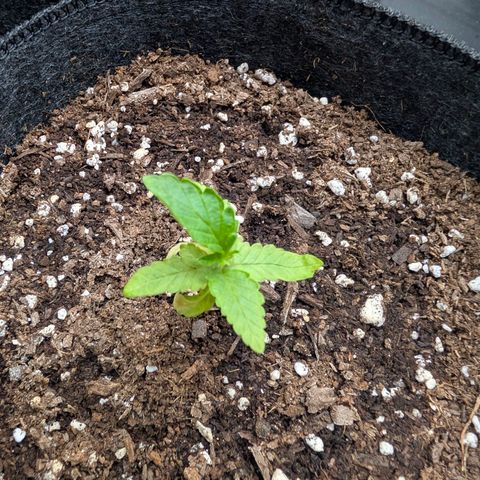 Tengu growlog timeline photo