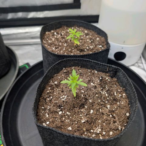 Tengu growlog timeline photo