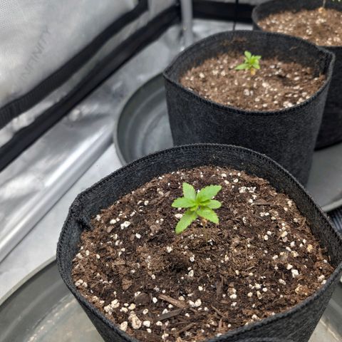 Tengu growlog timeline photo