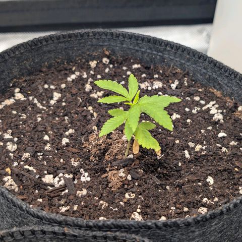 Tengu growlog timeline photo