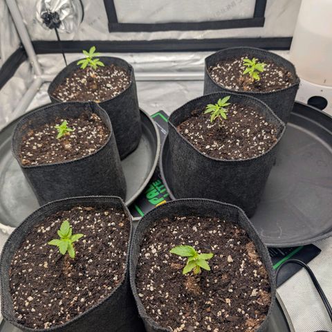 Tengu growlog timeline photo
