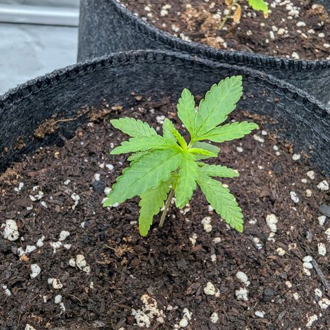Tengu growlog timeline photo