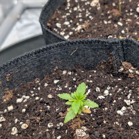 Tengu growlog timeline photo