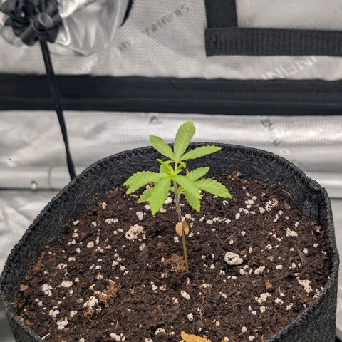Tengu growlog timeline photo