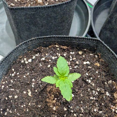 Tengu growlog timeline photo