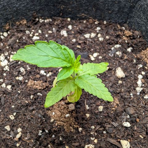 Tengu growlog timeline photo