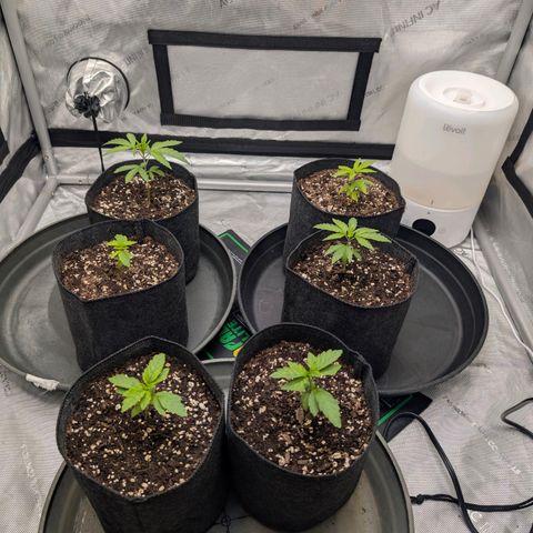 Tengu growlog timeline photo