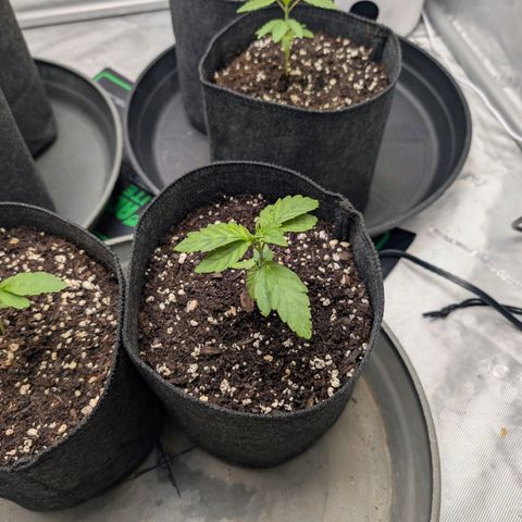 Tengu growlog timeline photo