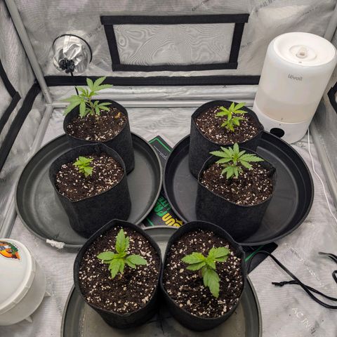 Tengu growlog timeline photo