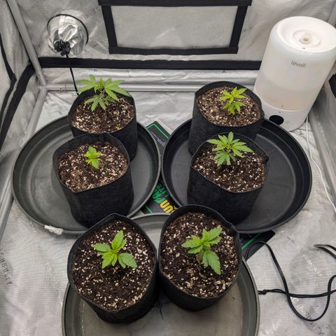 Tengu growlog timeline photo