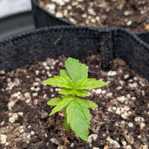 Tengu growlog timeline photo