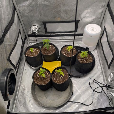 Tengu growlog timeline photo