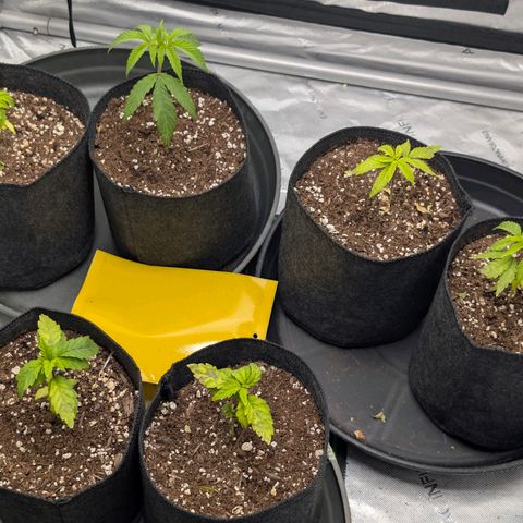 Tengu growlog timeline photo