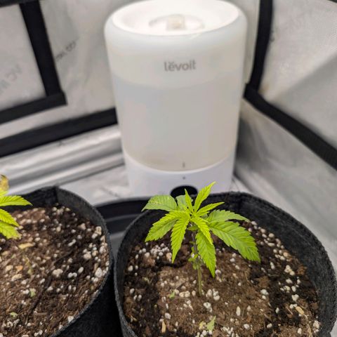 Tengu growlog timeline photo