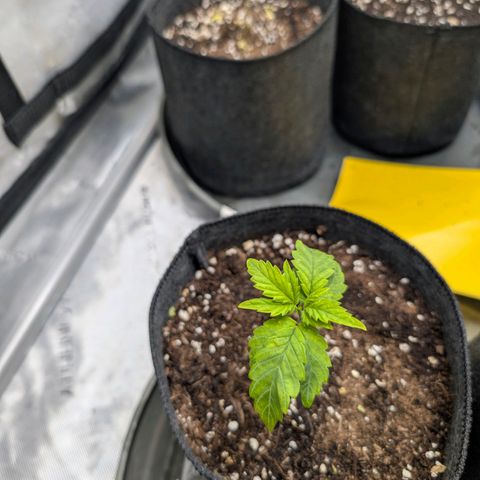 Tengu growlog timeline photo