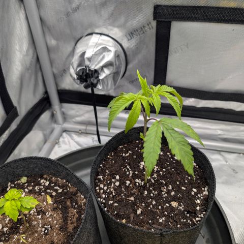 Tengu growlog timeline photo