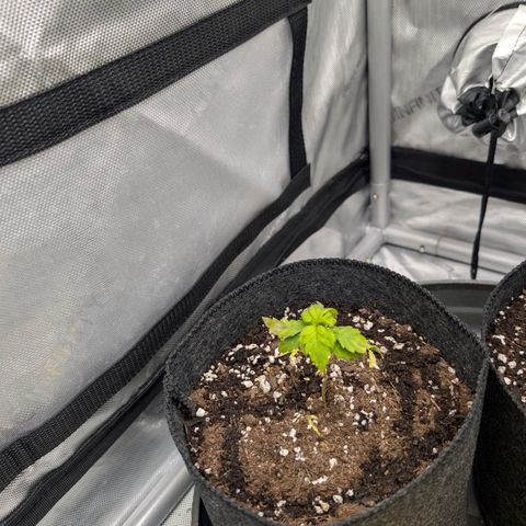 Tengu growlog timeline photo