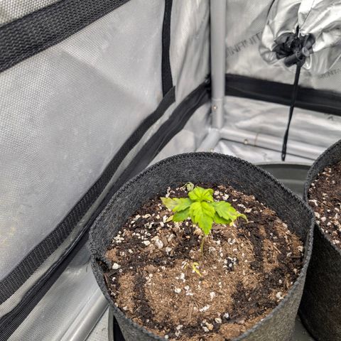 Tengu growlog timeline photo
