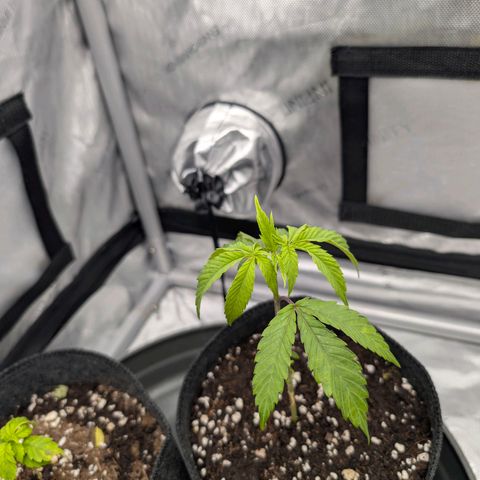 Tengu growlog timeline photo