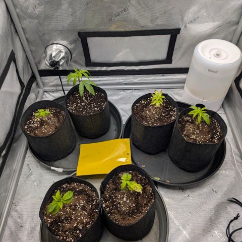 Tengu growlog timeline photo
