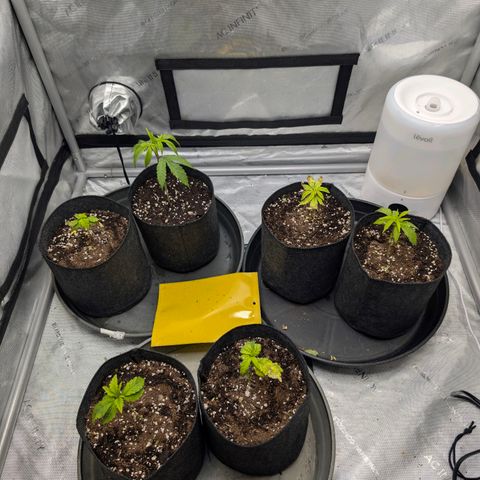 Tengu growlog timeline photo