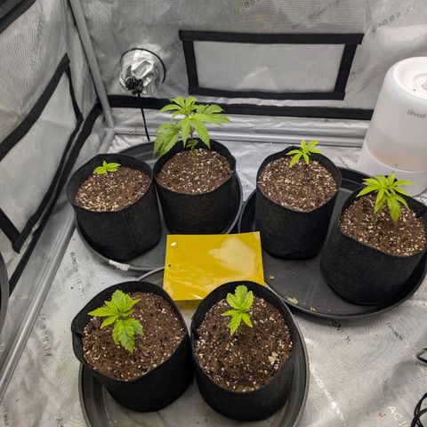 Tengu growlog timeline photo