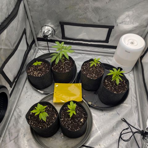 Tengu growlog timeline photo
