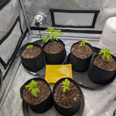 Tengu growlog timeline photo