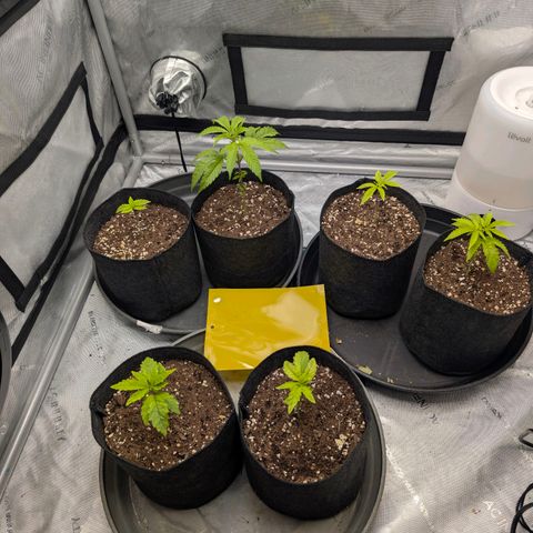 Tengu growlog timeline photo