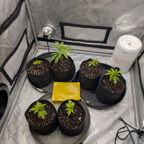 Tengu growlog timeline photo
