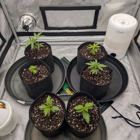 Tengu growlog timeline photo